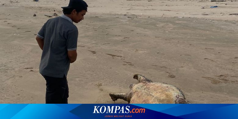 after-dolphin,-Pancer-banyuwangi-residents-find-giant-turtle-dead-stranded-on-the-beach