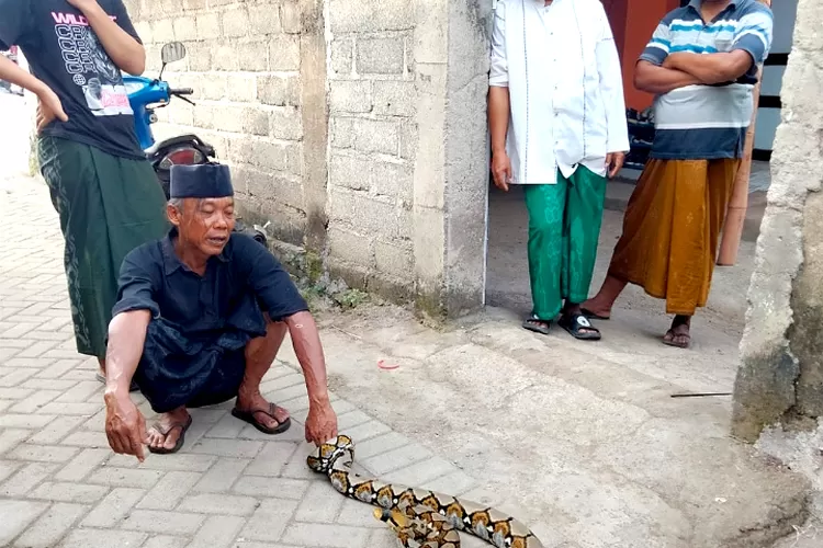 ular-sanca-seukuran-lengan-orang-dewasa-ndekem-di-kandang-itik-milik-warga-desa-kaotan-banyuwangi-–-radar-banyuwangi