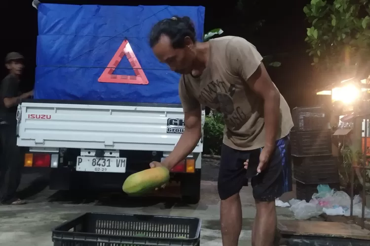 fell badly,-the papaya-farmer-in-Banyuwangi-smile is so sour,-1-kg-priced-only-rp-1,000