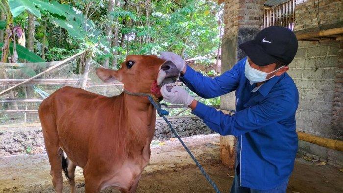 hewan-kurban-di-banyuwangi-selalu-melimpah-tiap-tahunnya,-aman-dari-penyakit-sering-suplai-ke-daerah-–-tribunjatim.com