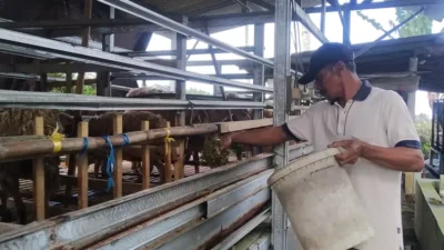 peternak-desa-temuguruh-banyuwangi-gunakan-rumput-fermentasi:-solusi-atasi-krisis-pakan-ternak-saat-musim-kemarau-–-radar-banyuwangi