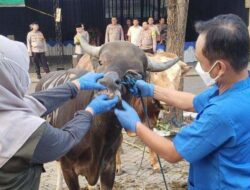 Banyuwangi Issues Veterinary Certificates for Healthy Sacrificial Livestock