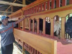 Pedagang Ternak Kurban Musiman Mulai Bermunculan di Kota Banyuwangi