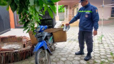 police-arrest-perpetrator-of-dragon-fruit-theft-in-tegaldlimo