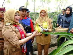 Banyuwangi Farmers Develop Dragon Fruit Variety Golden Isis, Bright Yellow Color