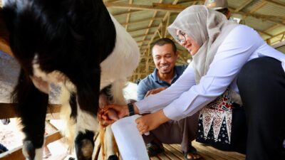 former-tki-banyuwangi,-now-successful-with-my-goat-milk-business