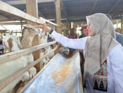 Was a migrant worker, Banyuwangi Residents Successfully Pioneered Dairy Goat Farming