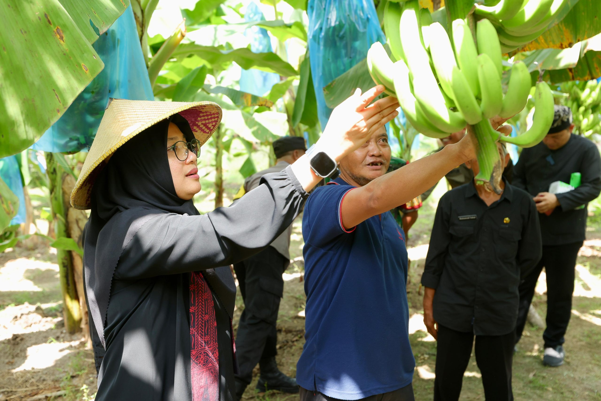 price-stable-and-much-in-demand,-banyuwangi-pacu-banana-production-cavendish
