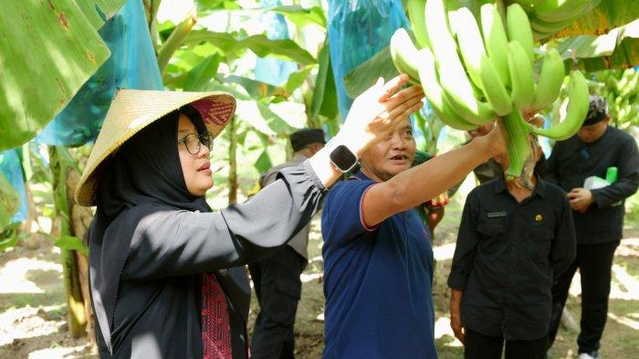 Cavendish-bananas-are-a-leading-commodity-in-Banyuwangi,-harga-stabil-dan-banyak-peminat-–-tribunjatim.com