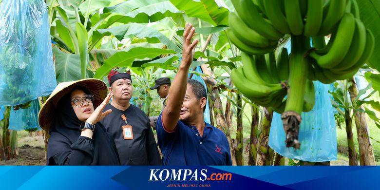 melihat-potensi-pisang-cavendish-banyuwangi