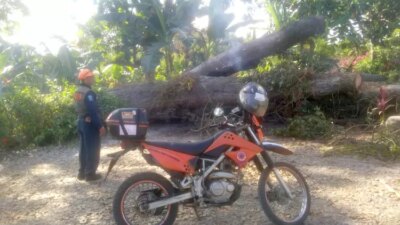 warga-tulungrejo-banyuwangi-bakar-sampah-sembarangan,-ini-akibatnya-bagi-pohon-mahoni