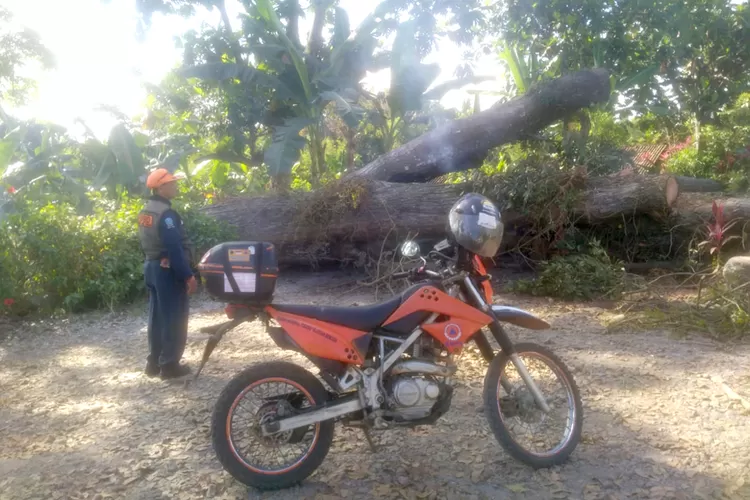 warga-tulungrejo-banyuwangi-bakar-sampah-sembarangan,-ini-akibatnya-bagi-pohon-mahoni