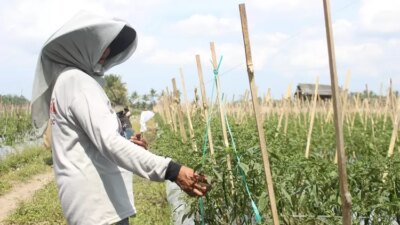 harga-cabai-merah-terjun-bebas,-petani-terancam-gulung-tikar