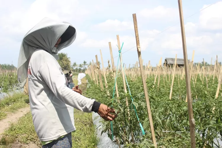 harga-cabai-merah-terjun-bebas,-petani-terancam-gulung-tikar