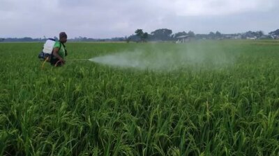 hot-and-rainy weather,-planthoppers-attack-rice-fields-in-hamlet-tongue,-village sub-district-gambiran