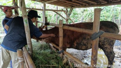 dukung-produktivitas-sapi-indukan,-banyuwangi-terus-genjot-program-‘sms-pisan’