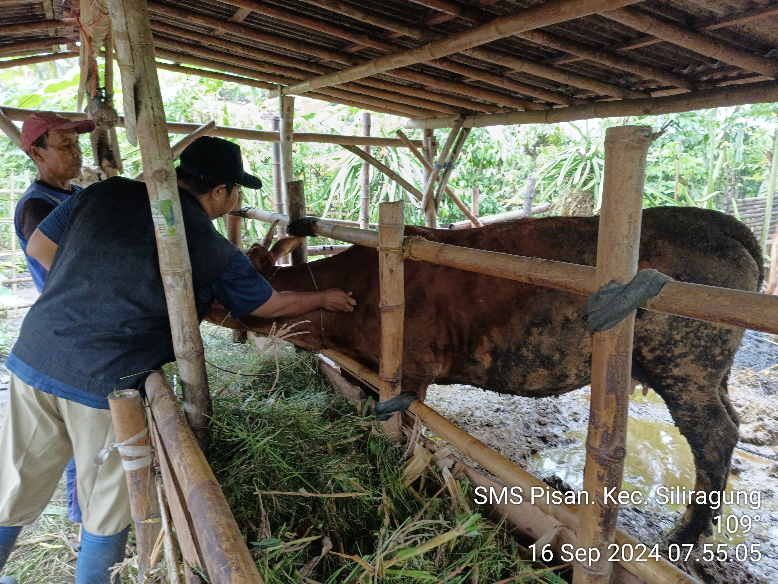 dukung-produktivitas-sapi-indukan,-banyuwangi-terus-genjot-program-‘sms-pisan’