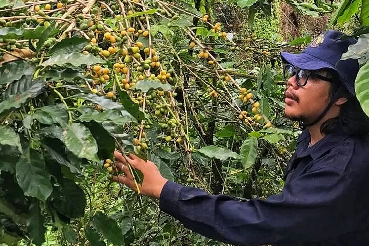 kopi-langka-yellow-caturra,-bila-matang-menguning-di-kaki-gunung-raung-di-desa-banyuanyar,-kecamatan-kalibaru