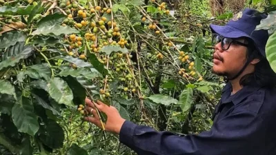 kopi-langka-yellow-caturra,-bila-matang-menguning-di-kaki-gunung-raung-di-desa-banyuanyar,-kecamatan-kalibaru