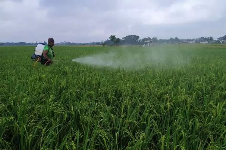 hot-and-rainy weather,-planthoppers-attack-rice-fields-in-hamlet-tongue,-desa-kecamatan-gambiran