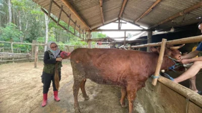 sejahterakan-peternak,-banyuwangi-gelar-program-sapi-manak-setahun-sepisan