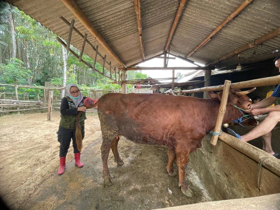 sejahterakan-peternak,-banyuwangi-gelar-program-sapi-manak-setahun-sepisan