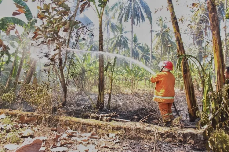 kebakaran-di-lahan-jati-nyaris-sambar-tiga-rumah-di-dusun-cempokosari,-desa-sarimulyo,-kecamatan-cluring