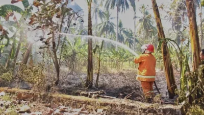 kebakaran-di-lahan-jati-nyaris-sambar-tiga-rumah-di-dusun-cempokosari,-desa-sarimulyo,-kecamatan-cluring