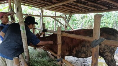 target-tambah-populasi-sapi-banyuwangi,-pemkab-genjot-program-sms-pisan