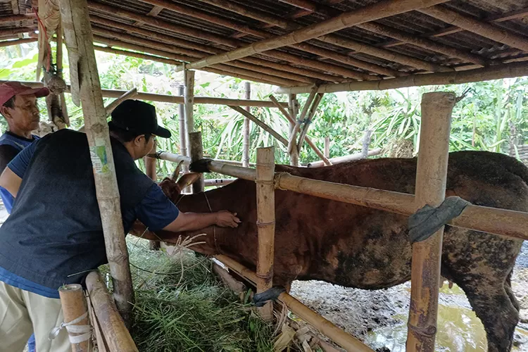 target-tambah-populasi-sapi-banyuwangi,-pemkab-genjot-program-sms-pisan