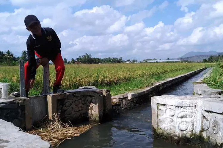 atasi-kekurangan-air,-korsda-pesanggaran-banyuwangi-terapkan-sistem-gilir-untuk-petani