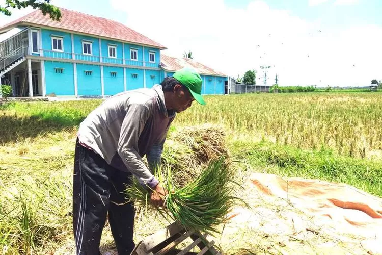 terlambat-panen,-padi-digebyok-sendiri-di-sraten-banyuwangi