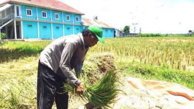 terlambat-panen,-padi-digebyok-sendiri-di-sraten-banyuwangi-–-radar-banyuwangi