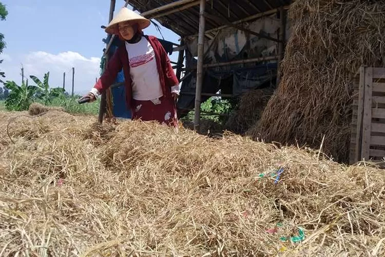 sering-dianggap-sampah-jerami-padi-bisa-menjadi-sumber-cuan