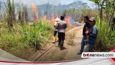 empat-hektar-tebu-siap-panen-di-lumajang-terbakar