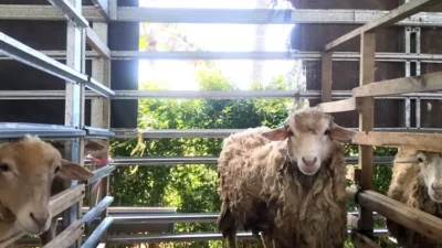 harga-kambing-banyuwangi-sedang-murah,-peternak-di-tojo-sempu-fokus-sistem-breeding-–-radar-banyuwangi