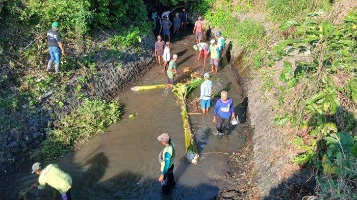 program-padat-karya-banyuwangi-sasar-ribuan-warga-pra-sejahtera,-tingkatkan-perekonomian-arus-bawah-–-tribunjatim.com