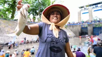 dam-singir-muncar-drained,-hundreds-of-Banyuwangi-residents-fighting-over-drunken-fish