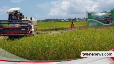 tak-pengaruh-iklim,-bulog-panen-padi-program-mitra-tani-di-banyuwangi